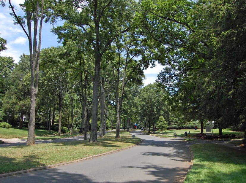Tree-lined street in the Myers Park neighborhood of Charlotte, North Carolina